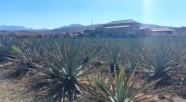 Agave plantation Órale