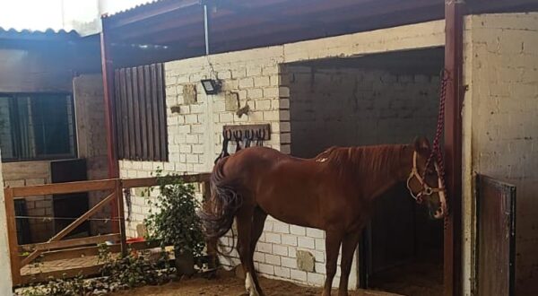 WhatsApp Image 2025-10-15 at 7.38.19 PM (1)