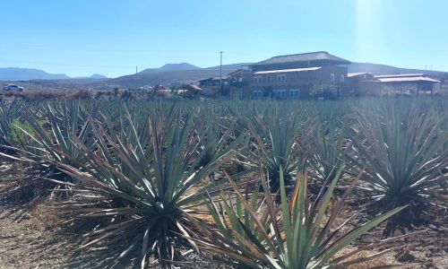Agave plantation Órale